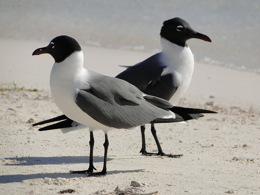 selective, focus photography, two, laughing, gulls, shore, seagull, couple, contrary, discussion