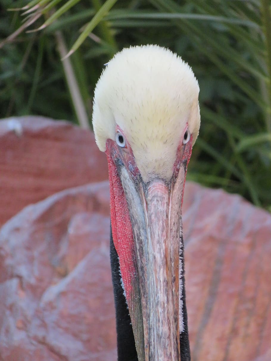 pelican, eyes, beak, bird, animal, white, nature, wildlife, water, head
