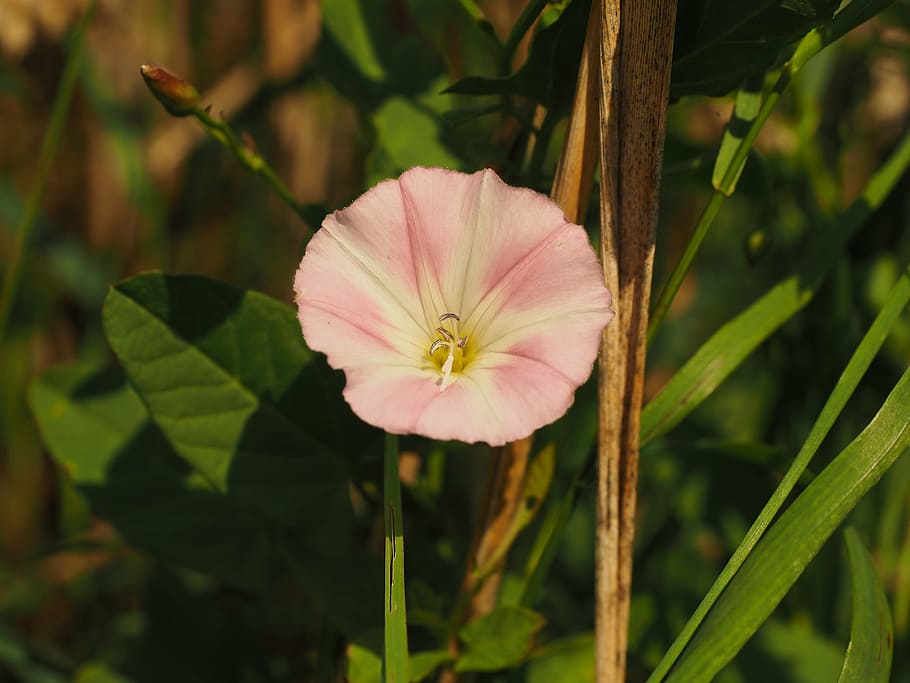 bindweed, bunga, mekar, merah muda, putih, konvolvulus arvensis, angin rumah kaca, convolvulaceae, usus setan, angin lapangan