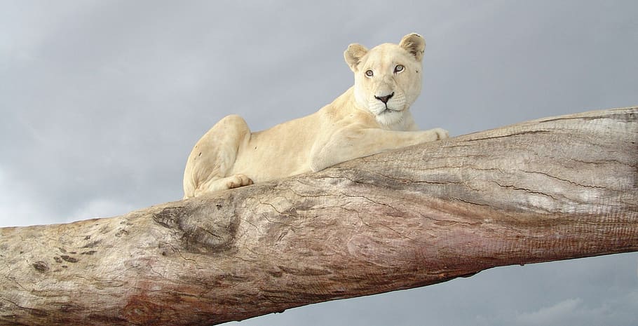 white lion, white lioness, lion, africa, lioness, nature, predator, animal world, cat, carnivores
