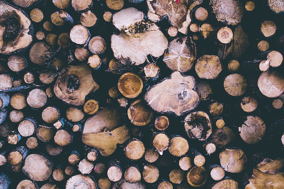 log, pohon, hutan, potong, alam, kayu, latar belakang, coklat, close-up, makro