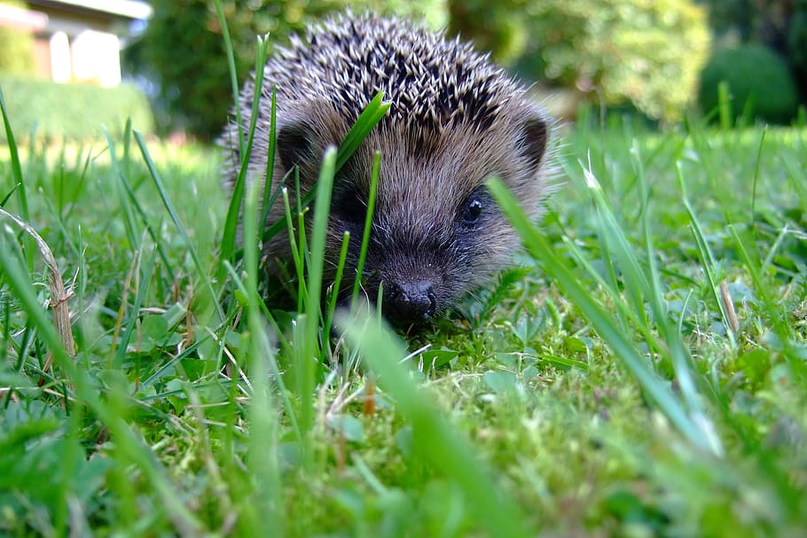 black, brown, hedgehog, grass, meadow, prickly, nature, rush, spur, cute
