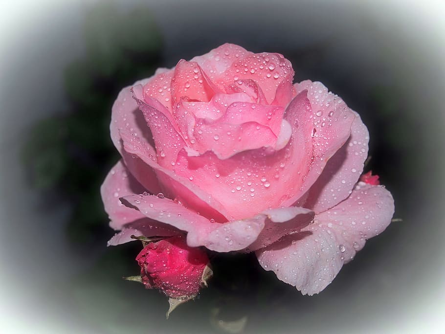 Rosa rosa, flor, jardim, planta, ros, cor rosa, ninguém, frescura, close-up, natureza