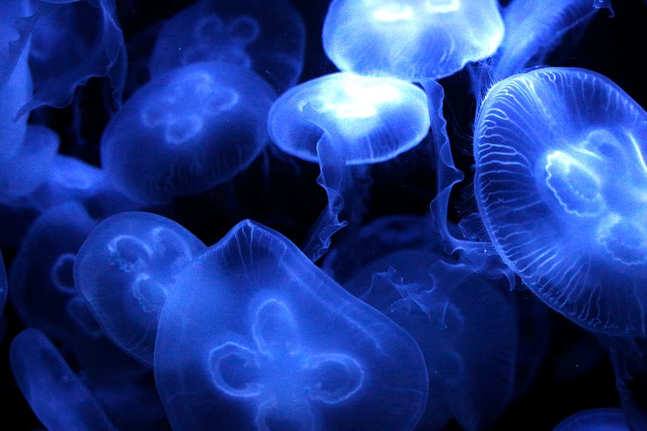 blue jellyfishes, jellyfish, sea, diving, sea animal, creature, mollusk, water, marine life, underwater