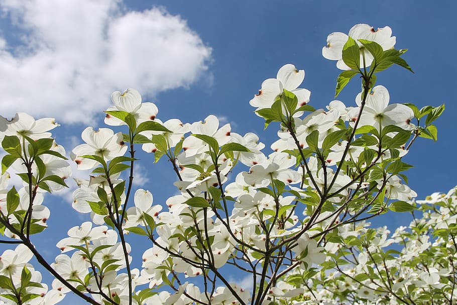 white, flowers, blue, sky, dogwood, cornus, cornus florida, american dogwood, dogwood greenhouse, clouds