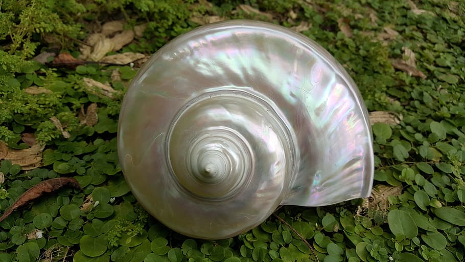 gray nautilus shell, pearl fire, oud shells, nautilus sea, nautilus green, shell, fern, mother of pearl, conch pearls, leaf