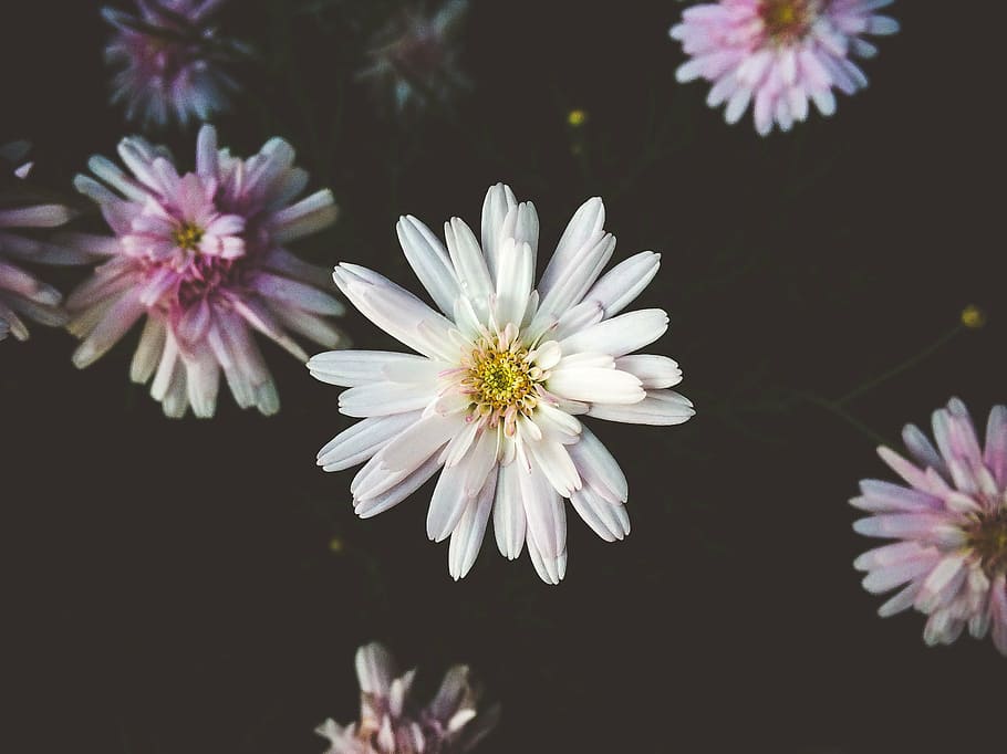 white, chrysanthemum flower macro photography, flower, nature, plant, outdoor, garden, white color, fragility, flower head