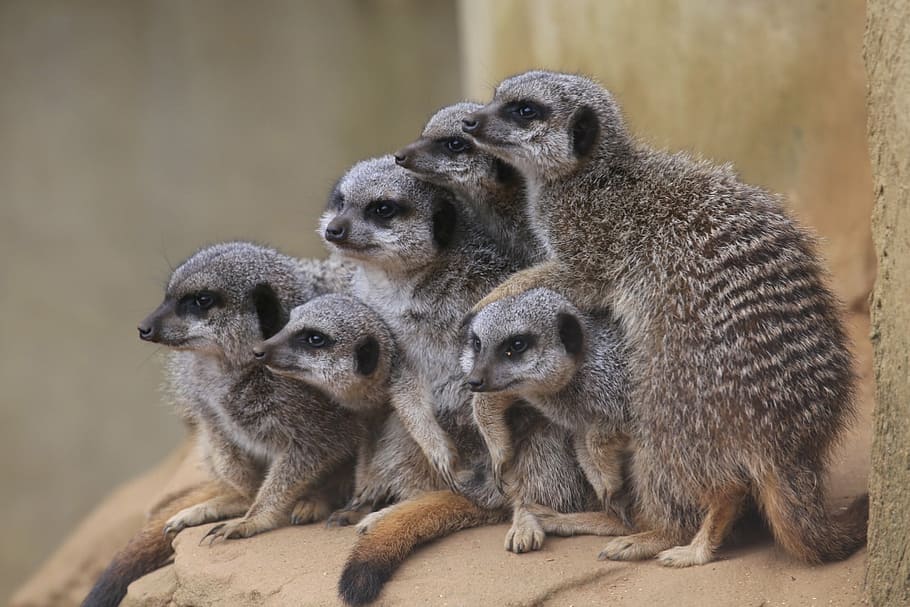 six gray lemurs, meerkats, zoo, mammal, animal, conservation, snout ...