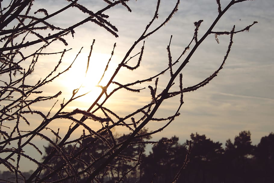 evening sun, dusk, aesthetic, branches, seem, nature, sky, winter, braid, frost