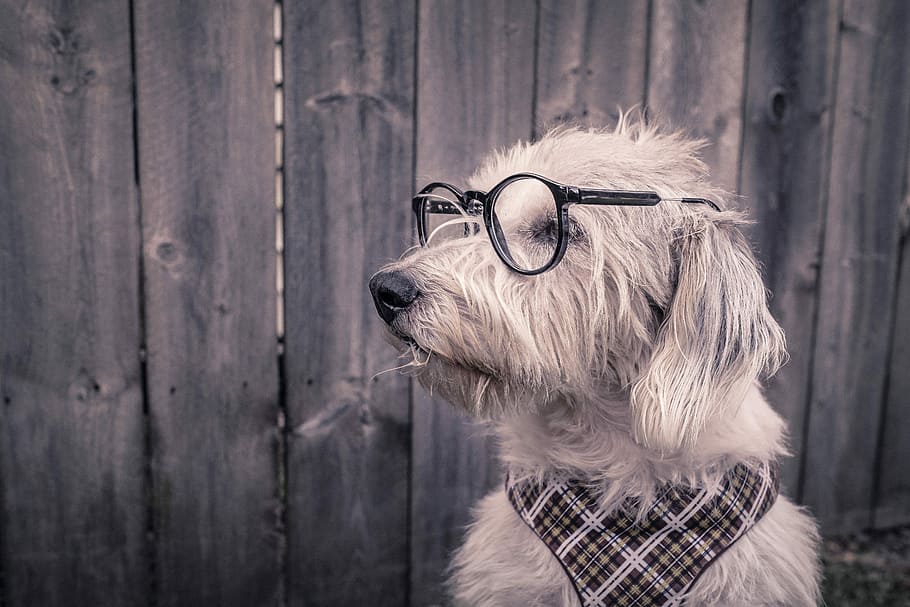 white, dog, wearing, eye glasses, white dog, animals, whimsical, lazy, puppy, glasses