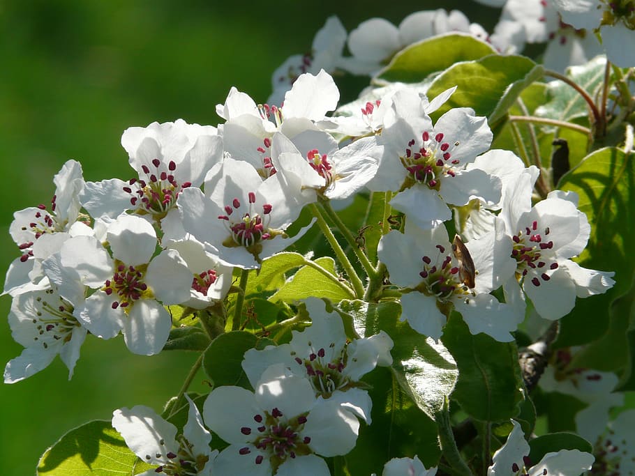 pear blossom, pear, blossom, bloom, white, tree, branch, spring, beautiful, flowering plant