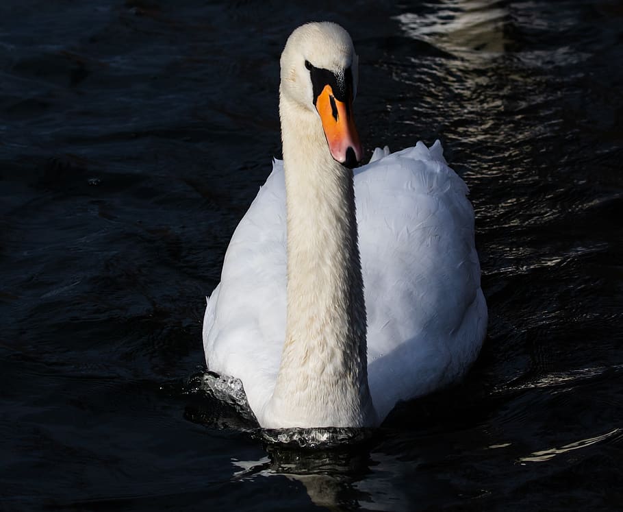 swan, reflection, lake, river, white, bewick swan, elegant, bird, water bird, water