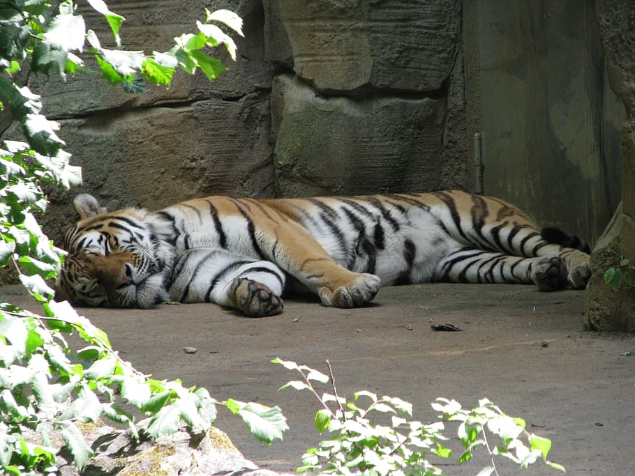 tiger, sleep, rest, animal, lazy, zoo, easily, concerns, cozy, relax