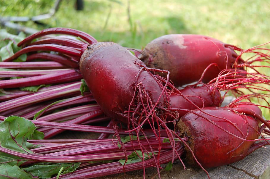 closeup, photography, red, bulb crops, daytime, beet, plant, vegetable, from the garden, haulm