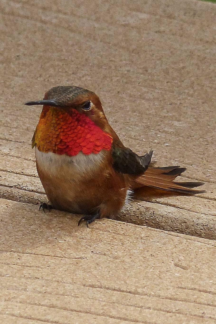 Allens, Hummingbird, Colibri, allens hummingbird, selasphorus sasin, male, feathered, colorful, light weight, beautiful