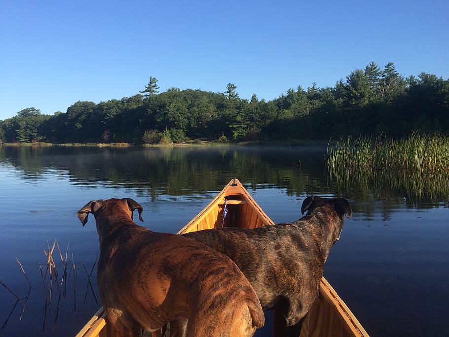 Canoeing, Dogs, Canoe, Boxers, Paddle, lake, nature, river, water, outdoors