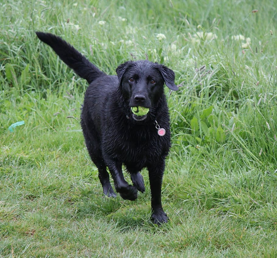 Dog, Labrador, Ball, Chase, Animal, outdoor, playful, playing, black, one animal