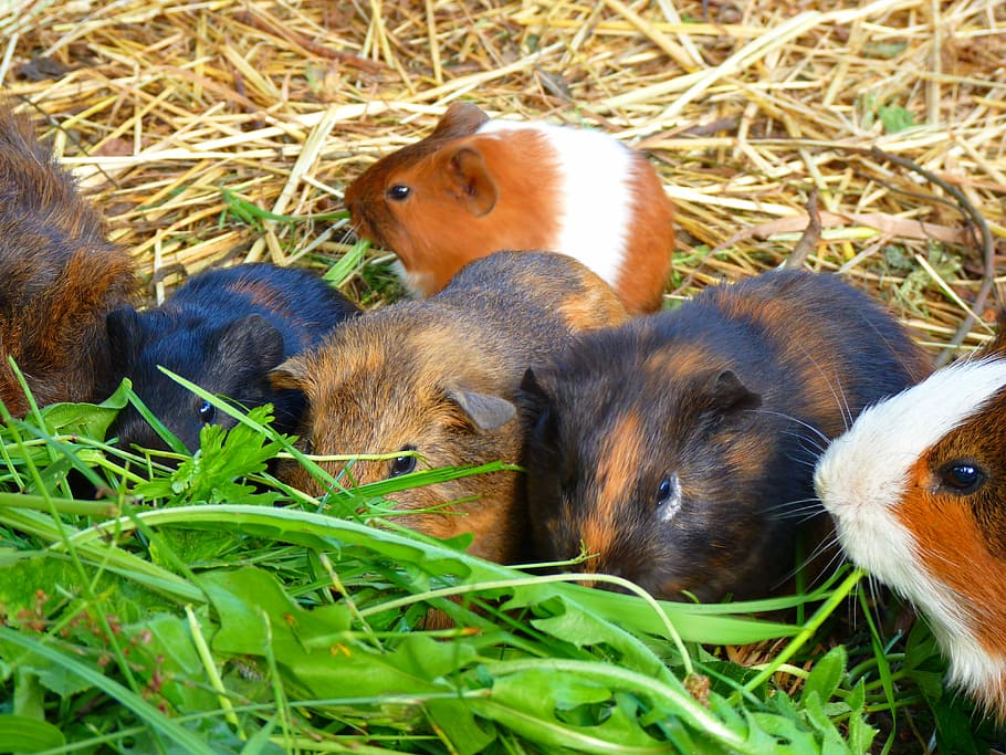 guinea pig house, Guinea Pig, House, Cavia Porcellus, caviidae, rodents, animal, dear, sweet, cute