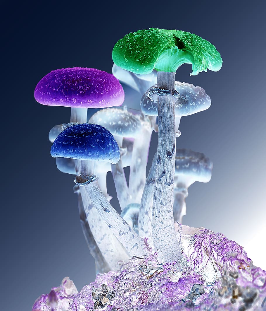 assorted-color mushroom, photoshop, mushrooms, psychedelic, nature, fungi, magic, fungus, hallucinogenic, recreational