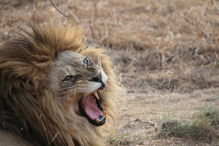 lion, south africa, animal, lion - Feline, wildlife, carnivore, africa, undomesticated Cat, safari Animals, savannah