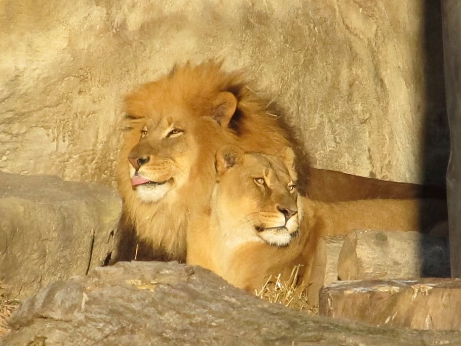 lion family, male, female, lioness, wildlife, nature, felines, zoo, habitat, resting