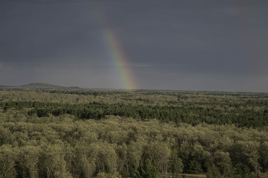 trees, forest landscape, quincy bluff, Rainbow, in the trees, forest, landscape, Quincy, Bluff, Wisconsin