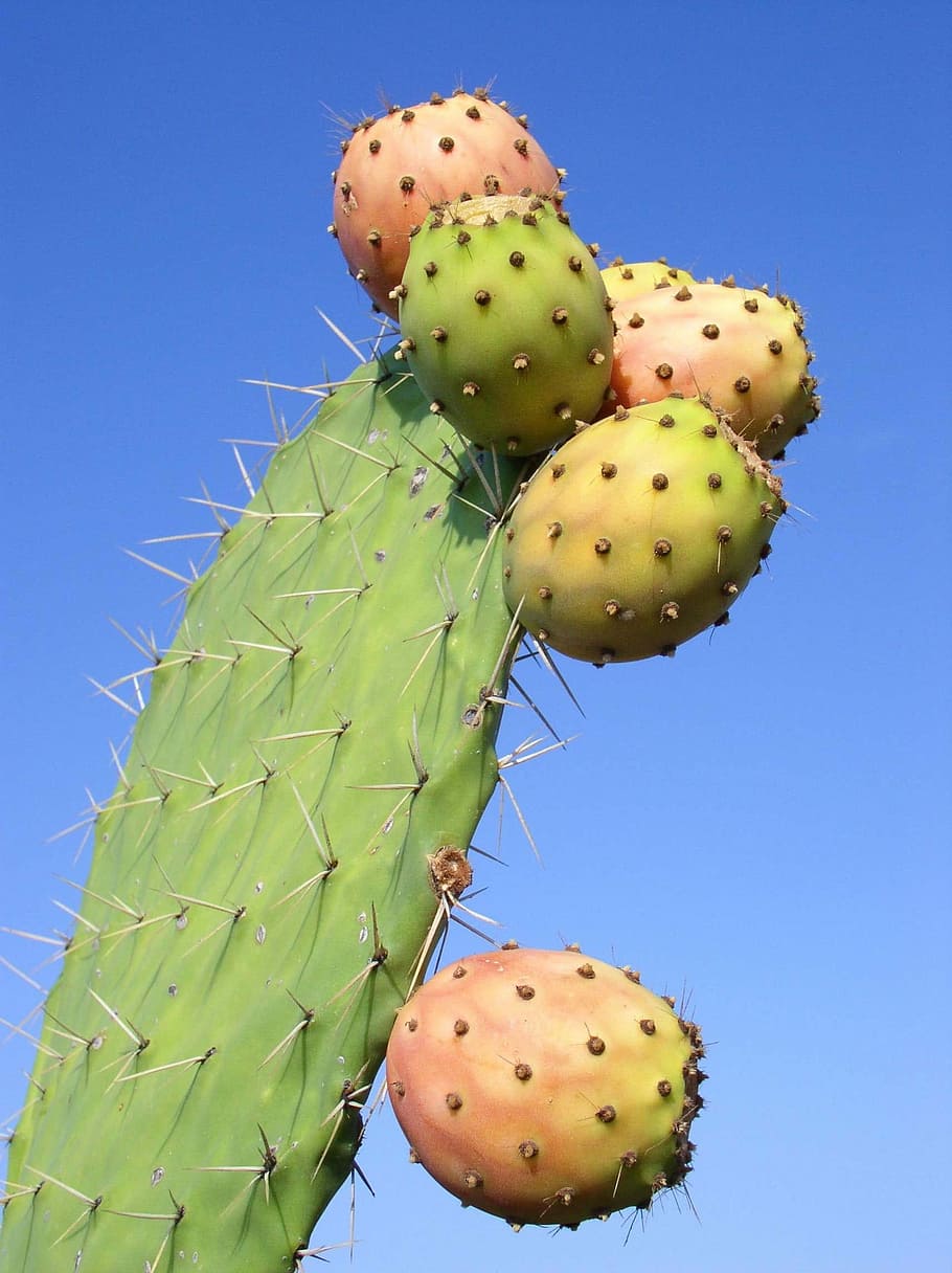 Prickly Pear, Hindi, Thala Tunisia, Fruit, hindi thala tunisia, south, exotic, cactus, thorn, prickly pear cactus