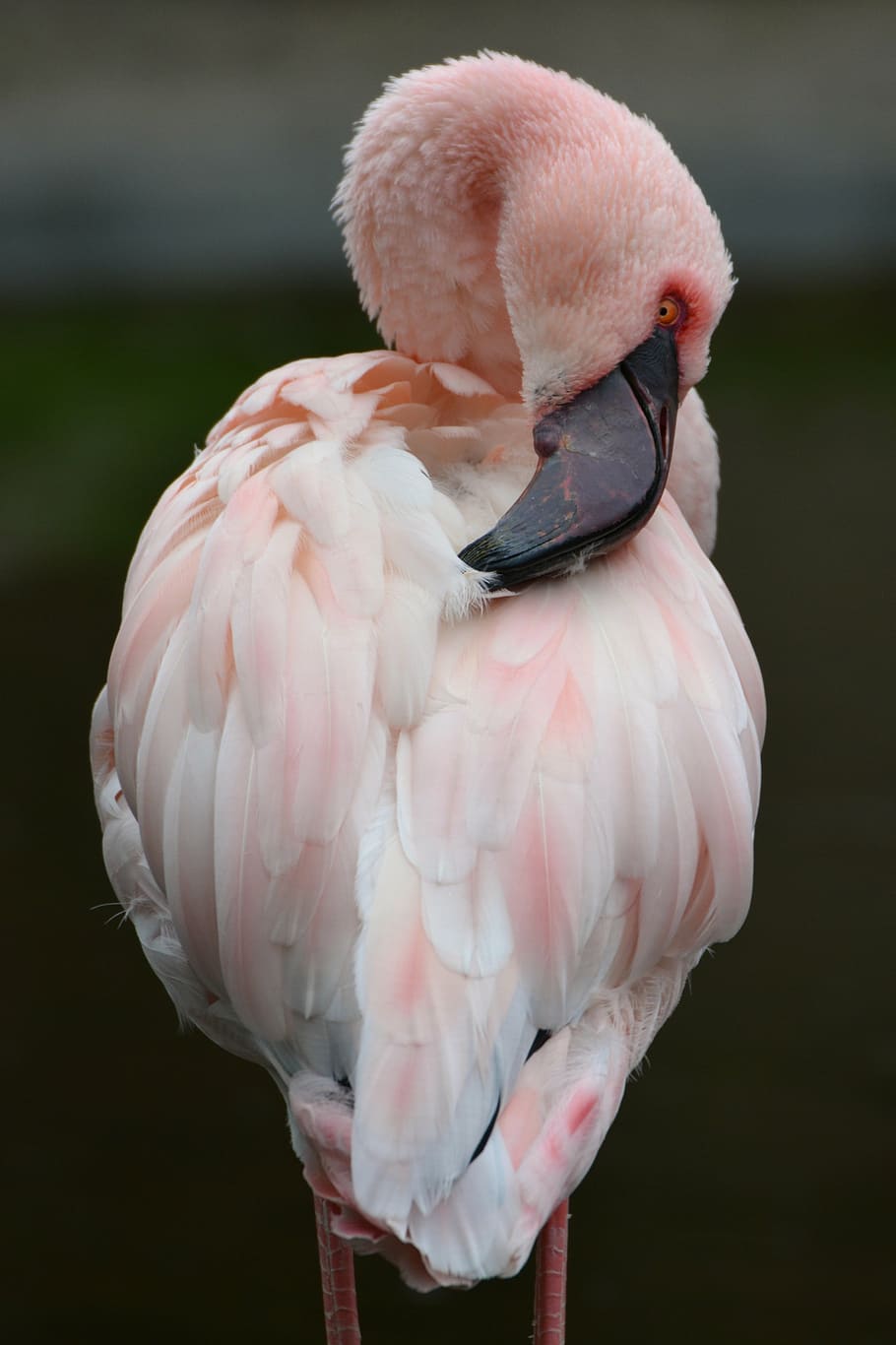 flamingo, pink, animal, bird, pink color, animal themes, vertebrate, animals  in the wild, animal wildlife, one animal | Pxfuel