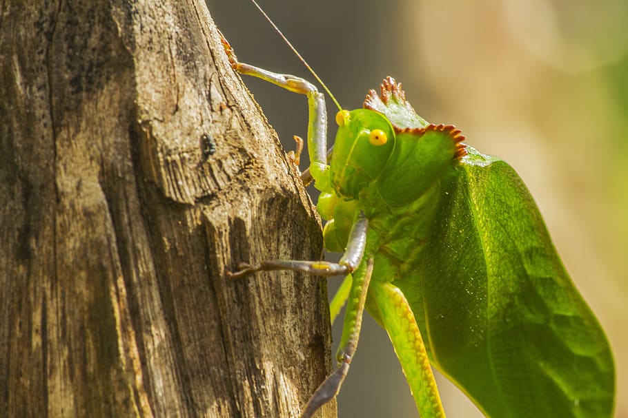 photography, nature, insects, hope, katydid, animal, insect, cricket, animals, lobster