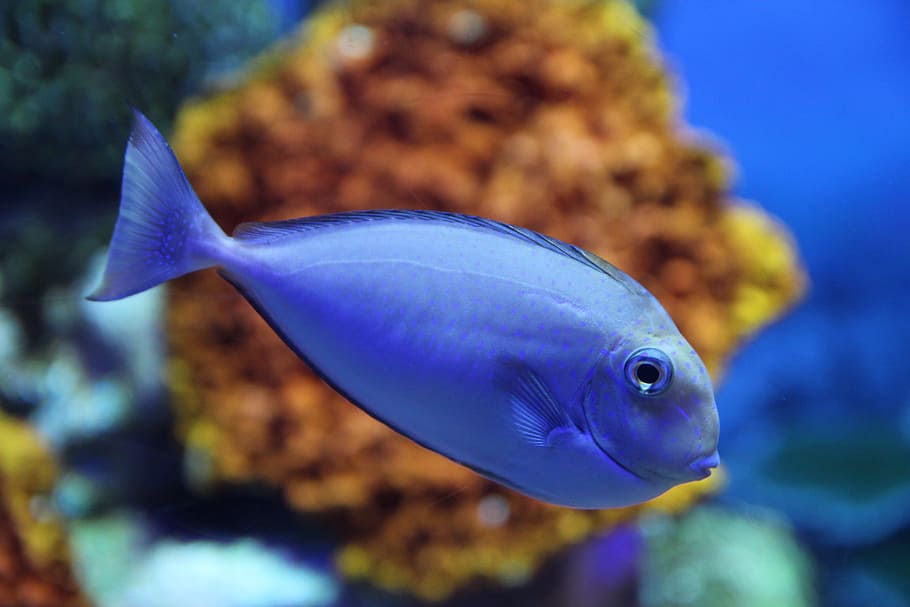 青い唐魚, 魚, 海の生き物, 海洋生物, 海, 水族館, 動物のテーマ, 動物, 水, 脊椎動物