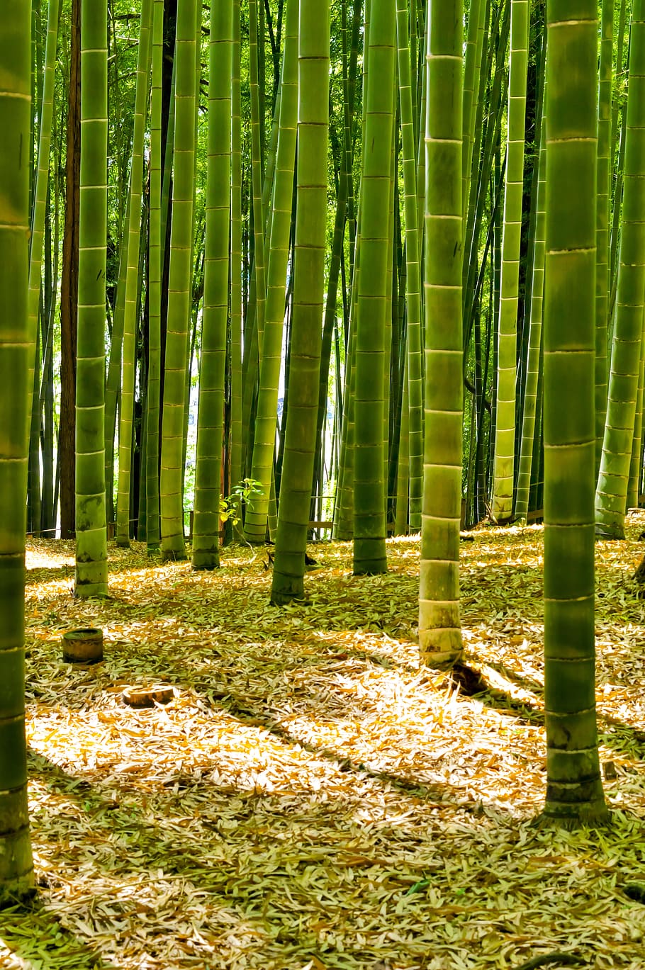 green bamboo trees, Japan, Bamboo, Forest, bamboo forest, green, natural, landscape, plant, sayama hill