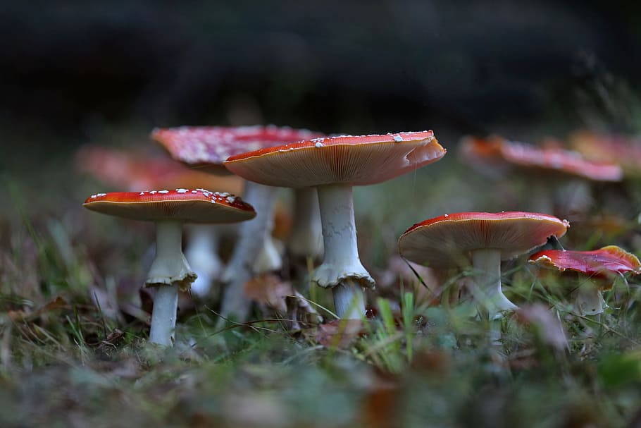 Matryoshka, Macro, Mushrooms, red, forest, nature, autumn, toxic, close, forest floor