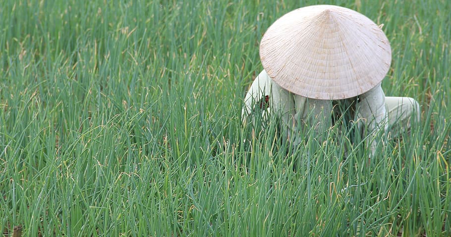 ベトナム, 水田, 円錐形の帽子, ホイアン, インドシナ, 伝統的, 草, 自然, 屋外, 緑色