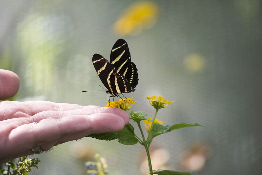 Butterfly, Hand, Design, Nature, colorful, dom, wing, flying, flower, insect