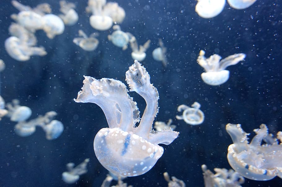 medusa, acuático, animal, océano, submarino, azul, agua, mar, bajo el agua, animales en la naturaleza