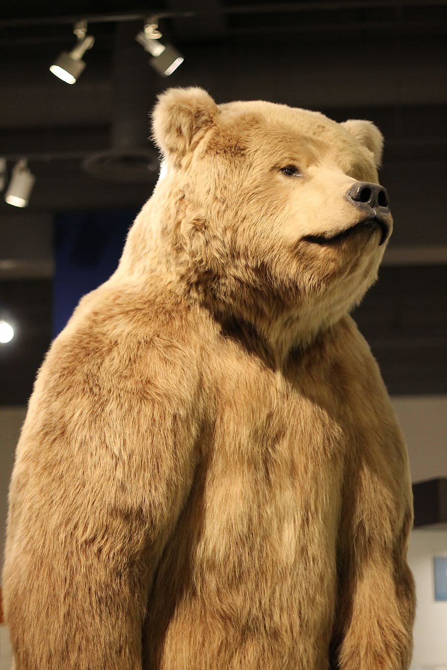 Beruang, Museum, Alaska, Fairbanks, hewan, mamalia, margasatwa, bulu, hewan dan hewan peliharaan, satu hewan