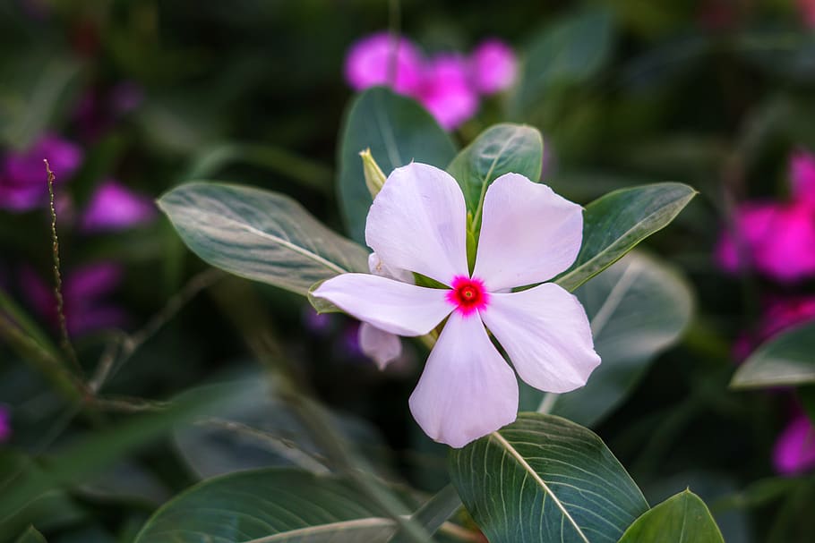 madagascar periwinkle, billygoat weed, tropical periwinkle, white vinca flower, flower, flora, leaf, garden, blooming, outdoors