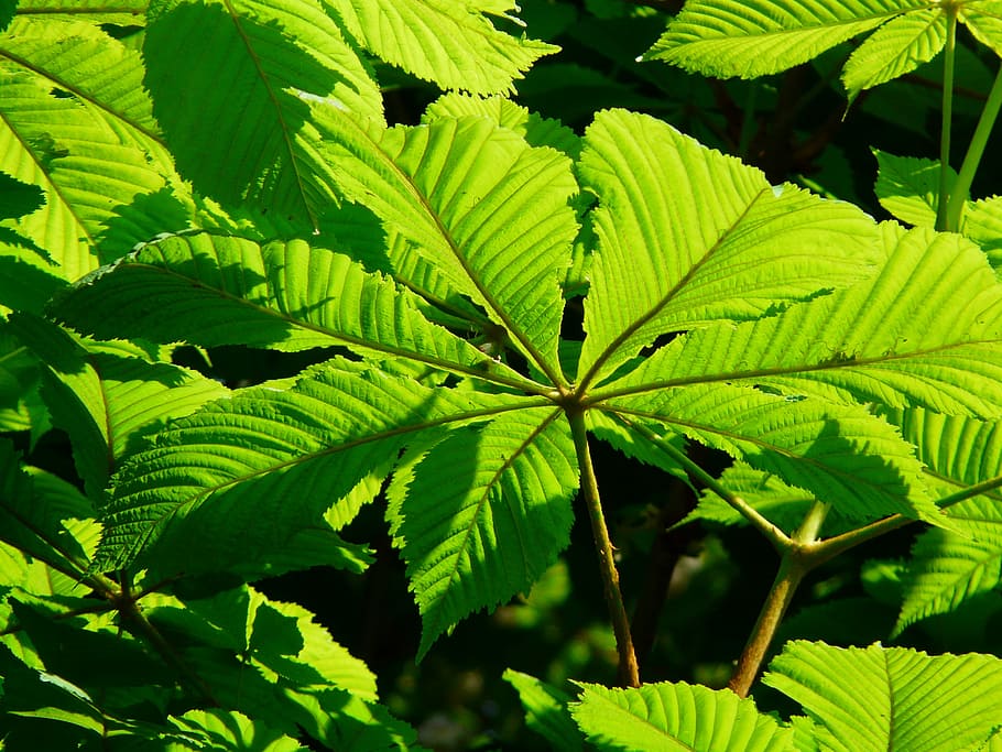 Ordinary, Leaves, Chestnut, ordinary rosskastanie, tree, foliage, aesthetic, branches, green, bright