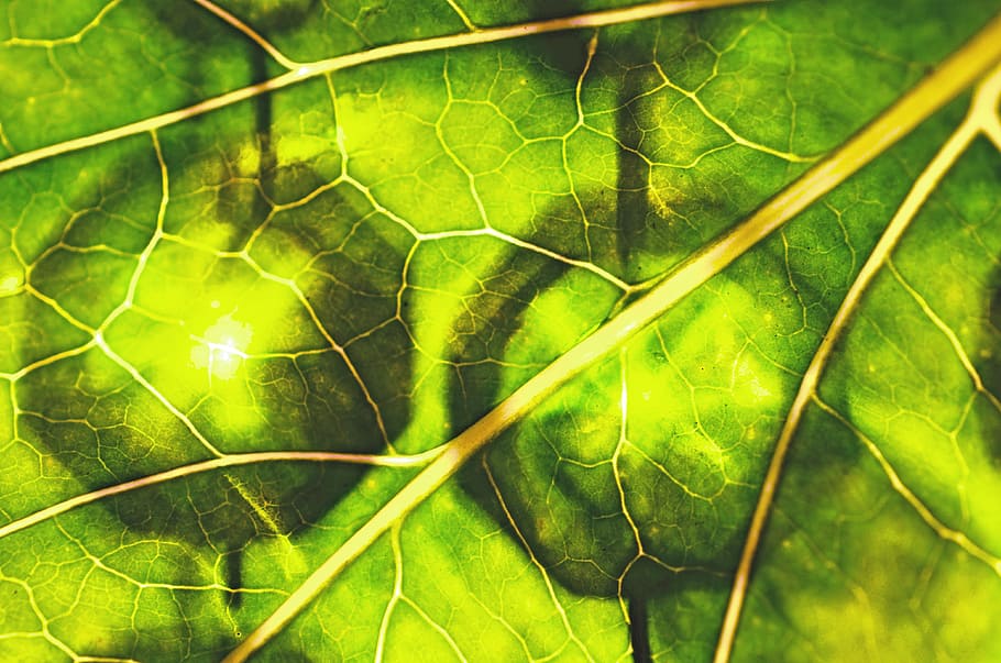 葉, 緑, durchleuchted, クロロフィル, ボール, 植物, 緑の色, 植物の部分, 成長, 自然