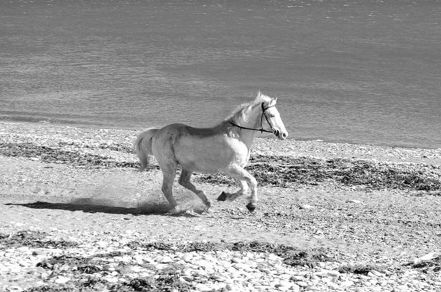 greyscale photo, white, running, horse, body, water, galloping, run, action, animal
