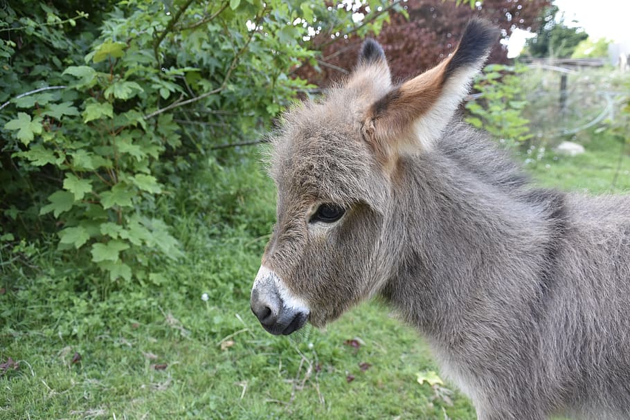 donkey, donkey miniature, small animal, gray donkey, companion, herbivore, one animal, animal, animal themes, mammal
