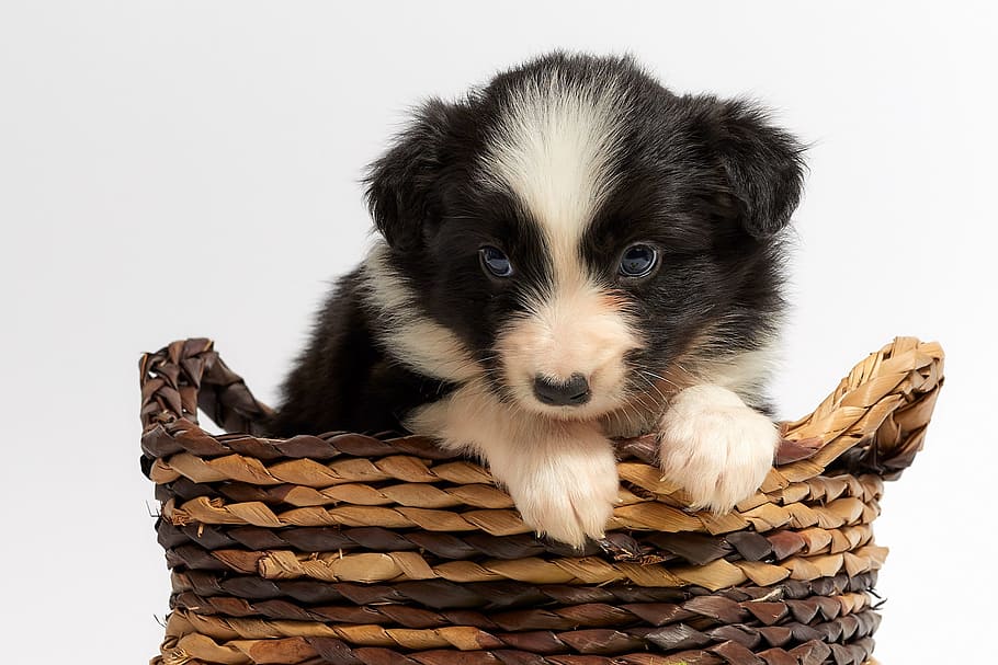 black, white, border collier puppy, brown, wicker basket, cute, animal, pet, dog, small
