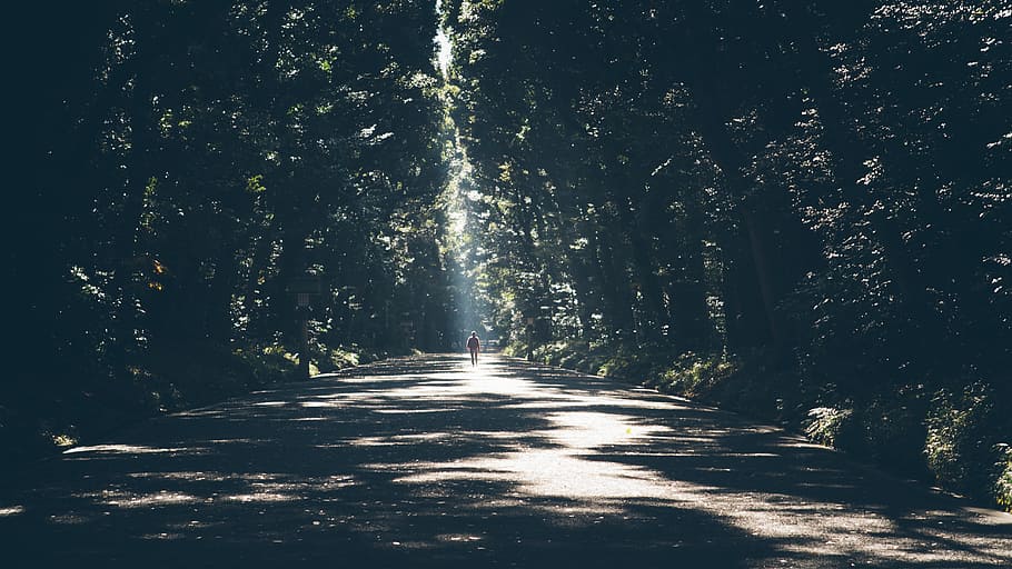 사람, 서있는, 중간, 아스팔트 도로, 둘러싸여있는, 나무, 혼자, 숲, 원근법, 자연 캐노피