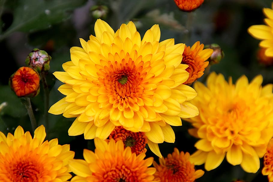 crisantemo, flores, plantas, colores amarillo y naranja, pétalos, otoño, luz, jardín, jardinería, horticultura