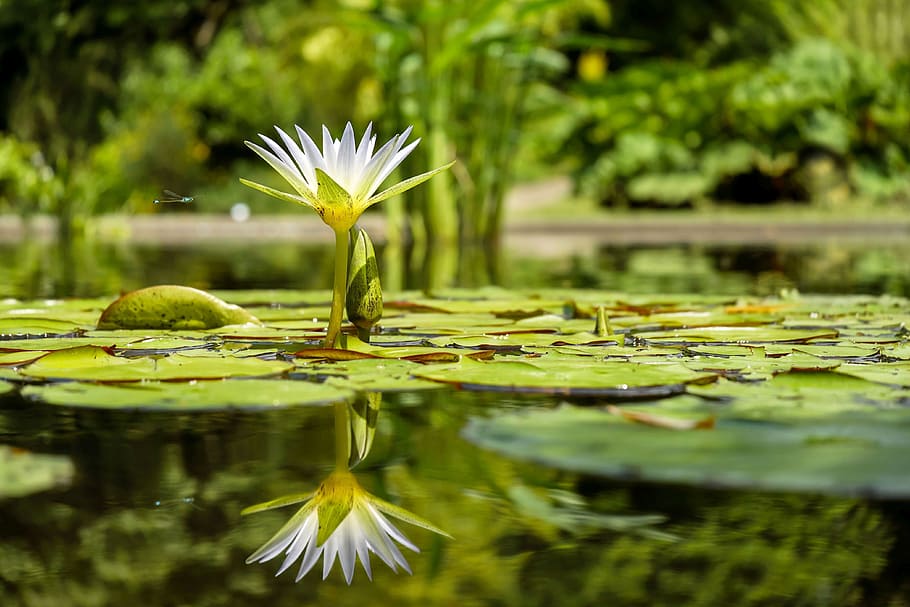 white, lotus, water, daytime, water lily, flower, flowers, pond, pond plant, aquatic plant