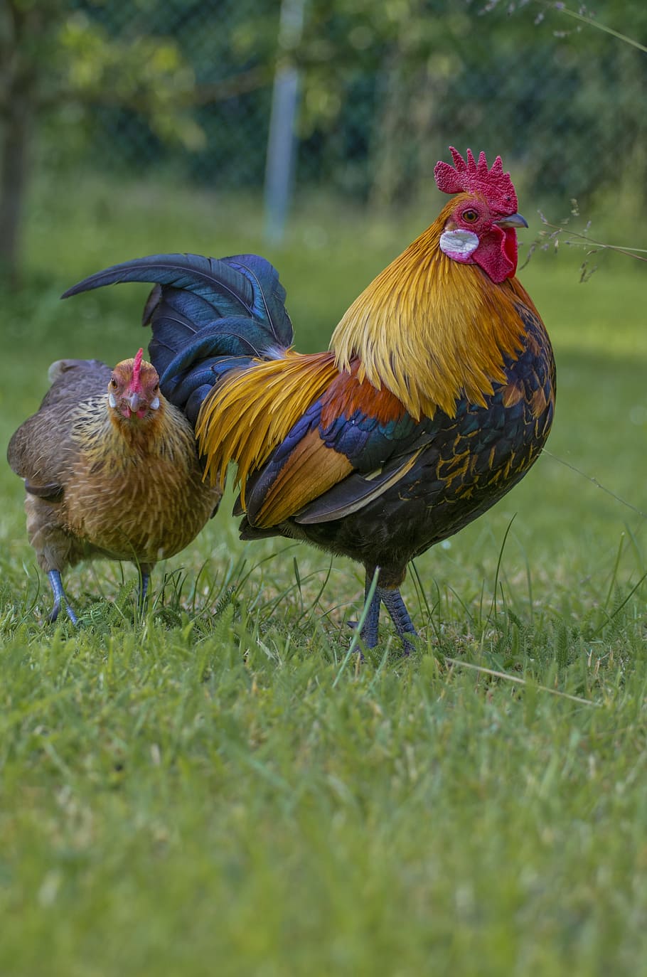 black, yellow, rooster, brown, hen, ground, daytime, hahn, gockel, poultry