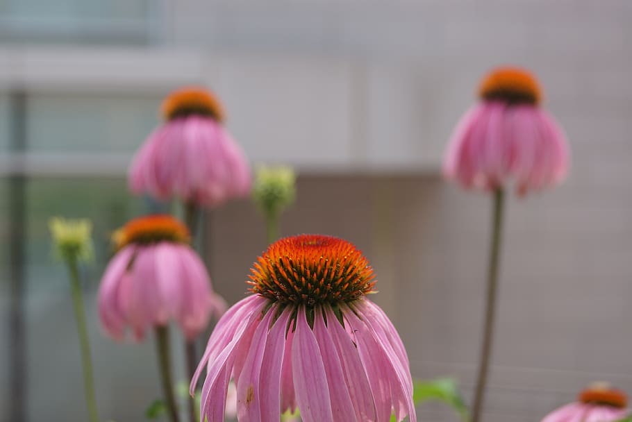 flower, beautiful scene, seoul national university, south korea, outing, random pictures, focus on foreground, pink color, close-up, coneflower