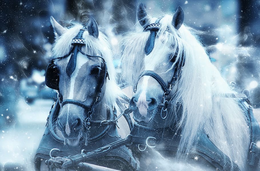 two, white, brown, horses, snow, head, art, nature, scrapbooking, paper