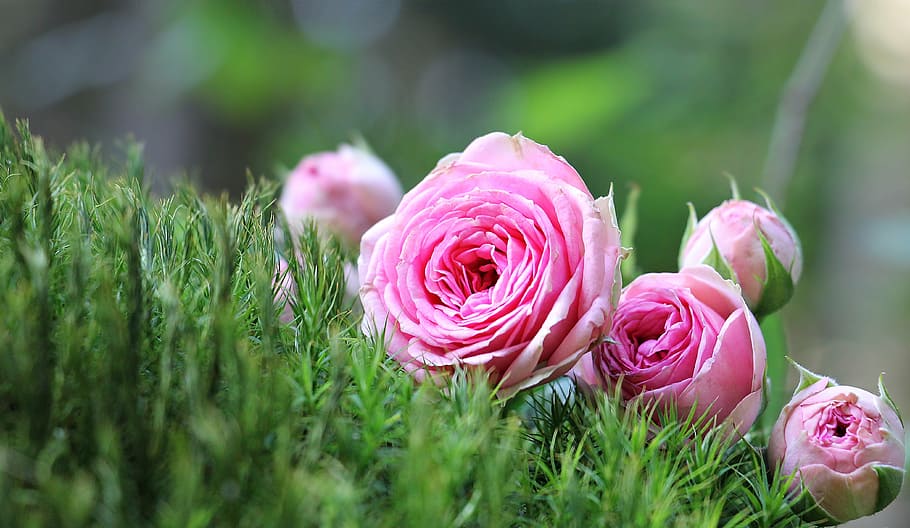 poca profundidad, profundidad, campo, rosa, flores de pétalos, arbusto röschen, musgo, rosa rosa, flores de arbusto rosa, flores