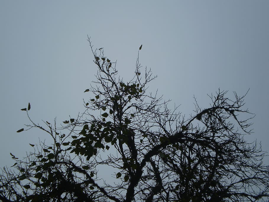 winter, tree, without leaves, silhouette of tree, bird, vertebrate, sky, animals in the wild, plant, animal